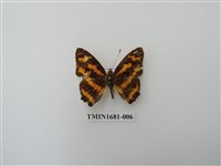 藏品(花豹盛蛺蝶)的圖片